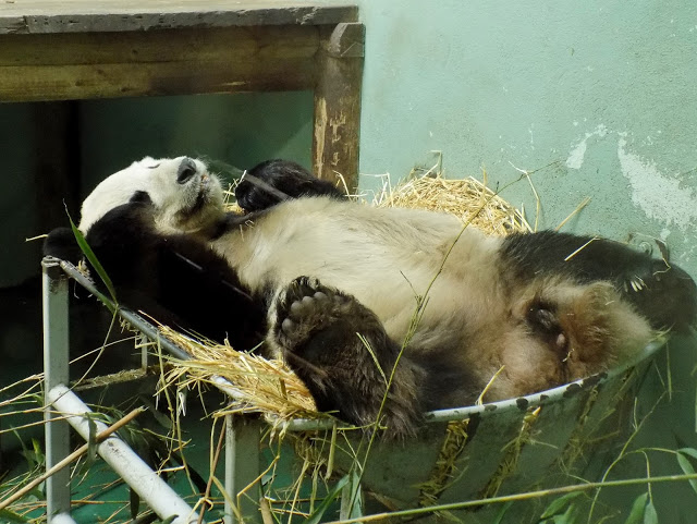 Panda at Edinburgh zoo Panda at Edinburgh zoo
