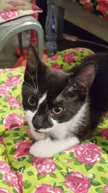 Shakespaw Cat Cafe