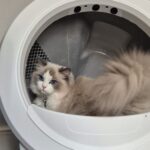 Litter-Robot 4 review