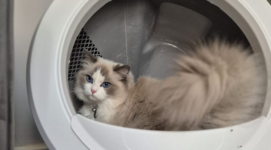 Litter-Robot 4 review