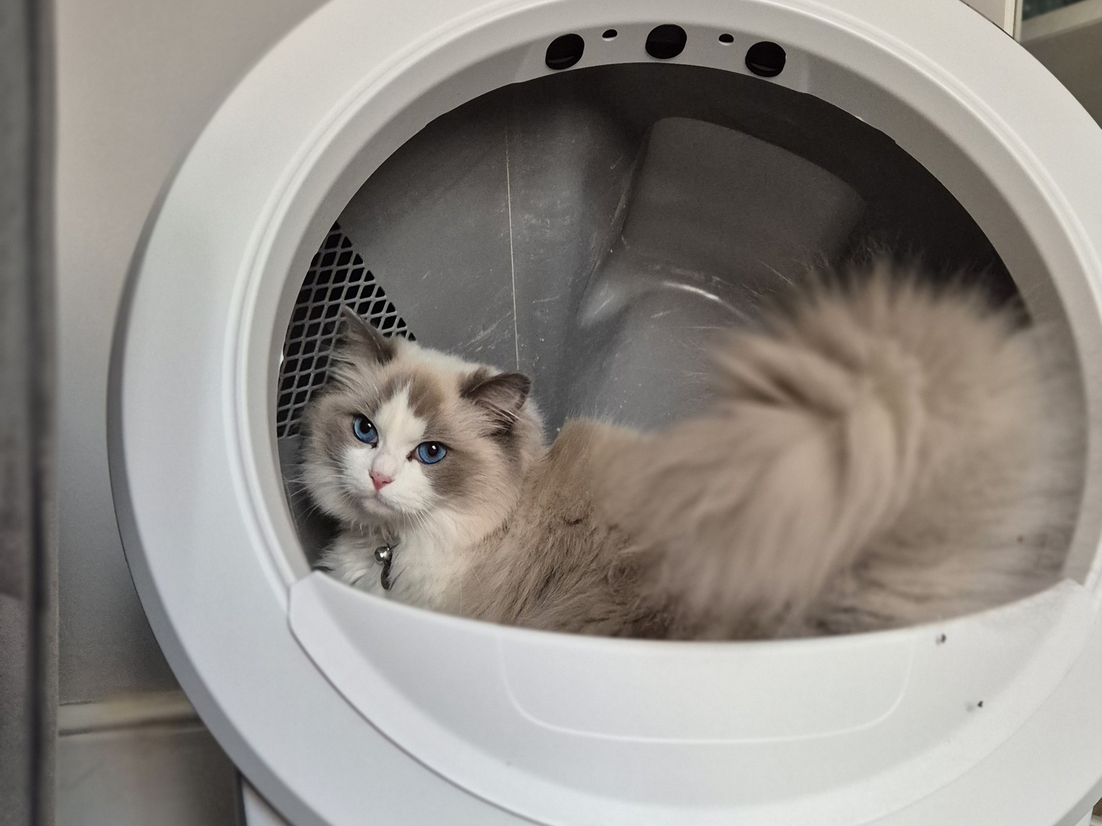 Litter-Robot 4 review