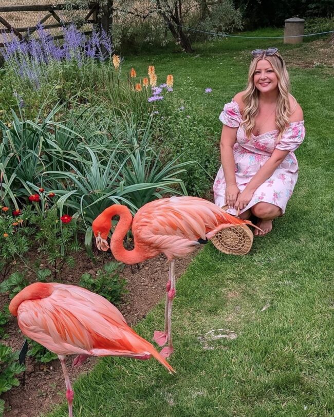 Coton Manor flamingos